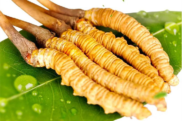 冬蟲夏草怎么辨真假 冬蟲夏草怎么選擇好壞 冬蟲夏草怎么辨真假 冬蟲夏草怎么選擇好壞