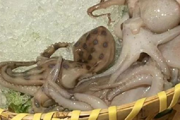 網(wǎng)友稱吃火鍋遇劇毒藍(lán)環(huán)章魚 藍(lán)環(huán)章魚煮熟了還有毒嗎 網(wǎng)友稱吃火鍋遇劇毒藍(lán)環(huán)章魚 藍(lán)環(huán)章魚煮熟了還有毒嗎