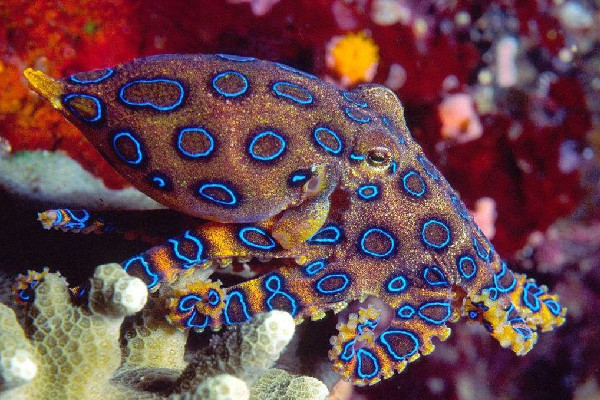 網(wǎng)友稱吃火鍋遇劇毒藍(lán)環(huán)章魚 藍(lán)環(huán)章魚煮熟了還有毒嗎 網(wǎng)友稱吃火鍋遇劇毒藍(lán)環(huán)章魚 藍(lán)環(huán)章魚煮熟了還有毒嗎