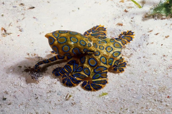 網(wǎng)友稱吃火鍋遇劇毒藍(lán)環(huán)章魚 藍(lán)環(huán)章魚煮熟了還有毒嗎 網(wǎng)友稱吃火鍋遇劇毒藍(lán)環(huán)章魚 藍(lán)環(huán)章魚煮熟了還有毒嗎