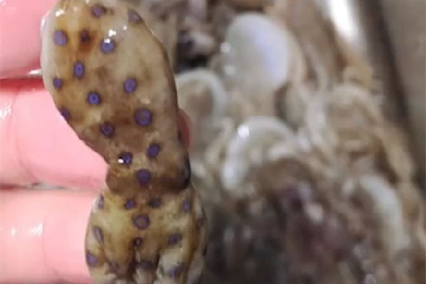 深圳一網(wǎng)友稱在山姆買到藍(lán)環(huán)章魚(yú) 藍(lán)環(huán)章魚(yú)有幾個(gè)品種 深圳一網(wǎng)友稱在山姆買到藍(lán)環(huán)章魚(yú) 藍(lán)環(huán)章魚(yú)有幾個(gè)品種