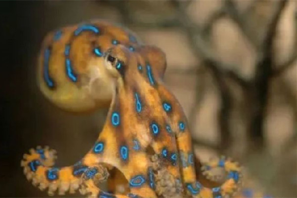 深圳一網(wǎng)友稱在山姆買到藍(lán)環(huán)章魚(yú) 藍(lán)環(huán)章魚(yú)有幾個(gè)品種 深圳一網(wǎng)友稱在山姆買到藍(lán)環(huán)章魚(yú) 藍(lán)環(huán)章魚(yú)有幾個(gè)品種