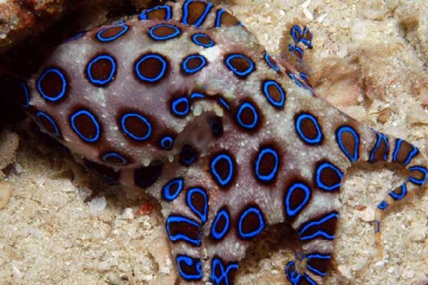 深圳一網(wǎng)友稱在山姆買到藍(lán)環(huán)章魚(yú) 藍(lán)環(huán)章魚(yú)有幾個(gè)品種 深圳一網(wǎng)友稱在山姆買到藍(lán)環(huán)章魚(yú) 藍(lán)環(huán)章魚(yú)有幾個(gè)品種