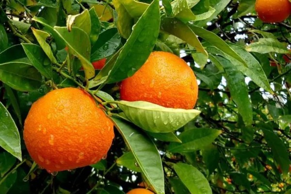 橙子吃多了皮膚變黃是真的嗎 橙子對(duì)皮膚的作用 橙子吃多了皮膚變黃是真的嗎 橙子對(duì)皮膚的作用