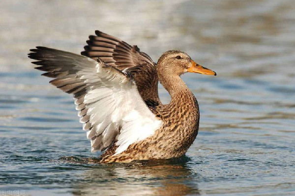 轎車被群鴨團團圍住一動不敢動 鴨子為什么喜歡跟著人 轎車被群鴨團團圍住一動不敢動 鴨子為什么喜歡跟著人