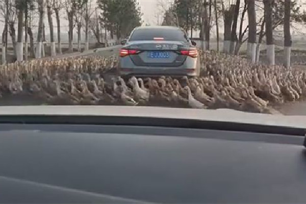 轎車被群鴨團團圍住一動不敢動 鴨子為什么喜歡跟著人 轎車被群鴨團團圍住一動不敢動 鴨子為什么喜歡跟著人