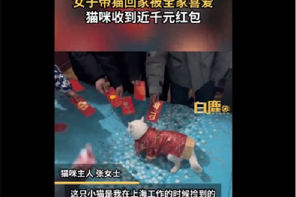 女子帶貓回家過年貓收到千元紅包 過年紅包都是什么時(shí)候給 女子帶貓回家過年貓收到千元紅包 過年紅包都是什么時(shí)候給