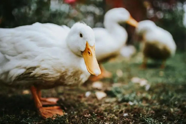 轎車被群鴨團團圍住一動不敢動 鴨子為什么喜歡跟著人 轎車被群鴨團團圍住一動不敢動 鴨子為什么喜歡跟著人