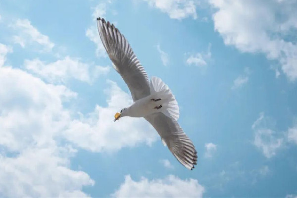 家長帶男孩抓海鷗硬生生塞進(jìn)罐子 海鷗是保護(hù)動物嗎 家長帶男孩抓海鷗硬生生塞進(jìn)罐子 海鷗是保護(hù)動物嗎