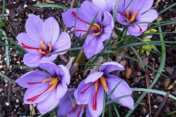 藏紅花是哪里產(chǎn)的 藏紅花買伊朗的好還是西藏的 藏紅花是哪里產(chǎn)的 藏紅花買伊朗的好還是西藏的