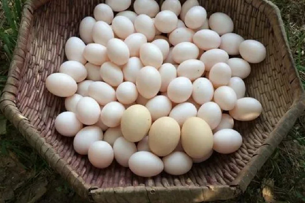 上海一日料店烤2個鴿子蛋標(biāo)價50元 鴿子蛋的功效和作用 上海一日料店烤2個鴿子蛋標(biāo)價50元 鴿子蛋的功效和作用