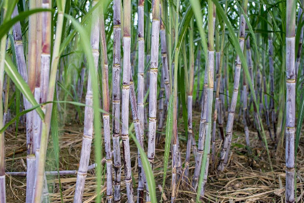 甘蔗怎么挑選比較甜 甘蔗買粗的還是細(xì)的 甘蔗怎么挑選比較甜 甘蔗買粗的還是細(xì)的