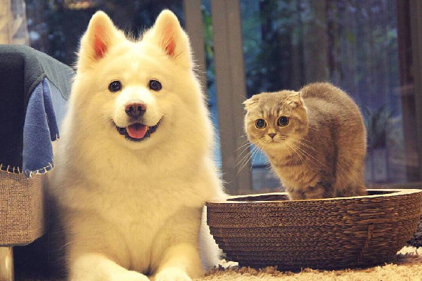 南寧二中可帶寵物上學(xué)?學(xué)校:屬實(shí) 寵物有哪些可以養(yǎng) 南寧二中可帶寵物上學(xué)?學(xué)校:屬實(shí) 寵物有哪些可以養(yǎng)