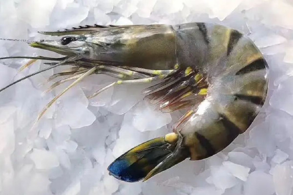 黑虎蝦是淡水蝦還是海水蝦 黑虎蝦是養(yǎng)殖的還是野生的 黑虎蝦是淡水蝦還是海水蝦 黑虎蝦是養(yǎng)殖的還是野生的