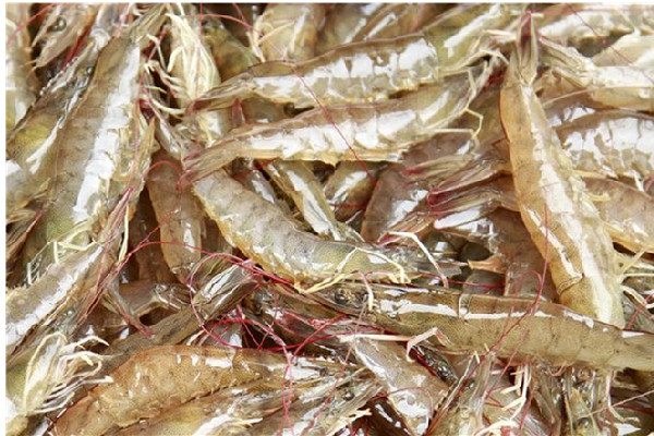 明蝦有什么營(yíng)養(yǎng)價(jià)值 明蝦可以做蝦滑嗎