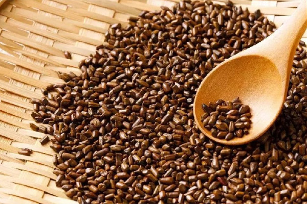 決明子可以減肥嗎 決明子適合什么季節(jié)喝 決明子可以減肥嗎 決明子適合什么季節(jié)喝