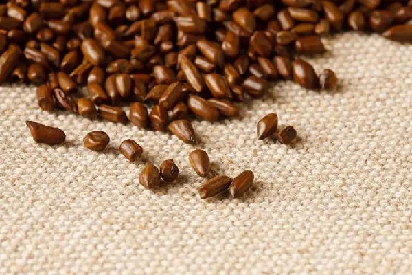 決明子可以做枕頭睡嗎 決明子做枕頭有什么好處 決明子可以做枕頭睡嗎 決明子做枕頭有什么好處