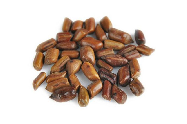 決明子可以減肥嗎 決明子適合什么季節(jié)喝 決明子可以減肥嗎 決明子適合什么季節(jié)喝