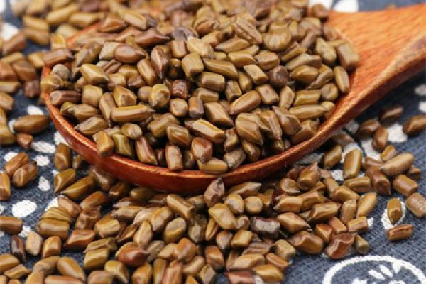 決明子生的和熟的有什么區(qū)別 決明子生的好還是熟的好 決明子生的和熟的有什么區(qū)別 決明子生的好還是熟的好