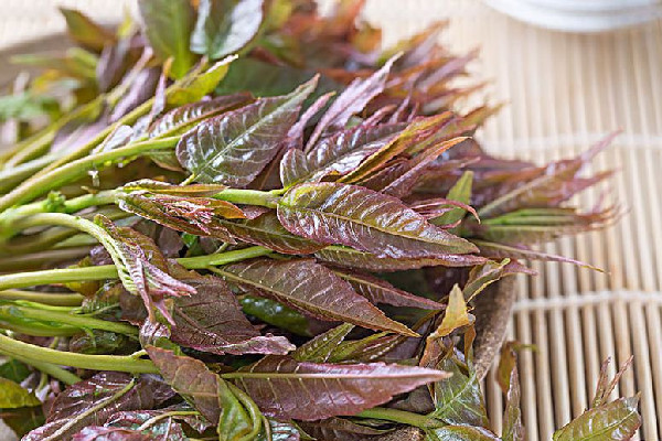 “春芽刺客”每斤138元?種植戶發(fā)聲 香椿芽為什么那么貴 “春芽刺客”每斤138元?種植戶發(fā)聲 香椿芽為什么那么貴