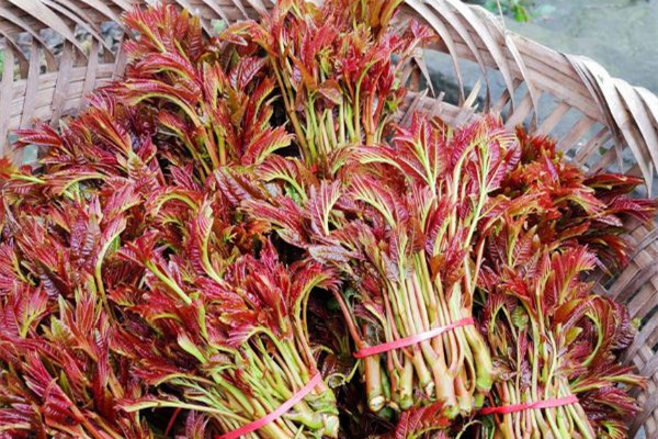 香椿是哪里的特產(chǎn) 香椿是什么 香椿是哪里的特產(chǎn) 香椿是什么