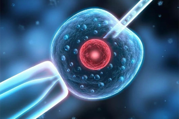 試管嬰兒被弄錯(cuò)與現(xiàn)父母均無血緣 試管嬰兒需要什么條件才能做