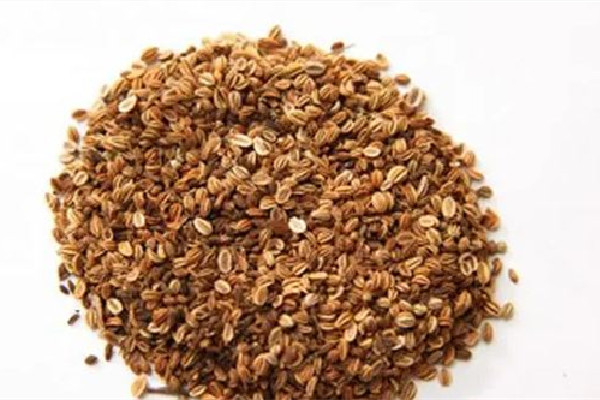 蛇床子的功效和作用 蛇床子可以治療濕疹嗎 蛇床子的功效和作用 蛇床子可以治療濕疹嗎