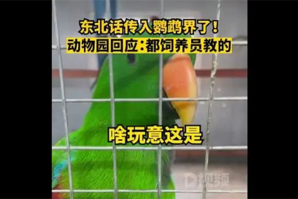 遼寧一動(dòng)物園鸚鵡滿嘴東北味 鸚鵡為什么會說人話