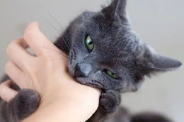 男子擼貓后淋巴結(jié)腫大高燒不退 被貓抓了怎么判斷沒(méi)事 男子擼貓后淋巴結(jié)腫大高燒不退 被貓抓了怎么判斷沒(méi)事