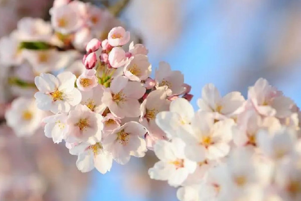 2023全國賞櫻地圖出爐 櫻花是幾月份開放 2023全國賞櫻地圖出爐 櫻花是幾月份開放