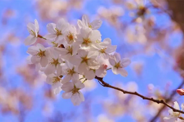 2023全國賞櫻地圖出爐 櫻花是幾月份開放 2023全國賞櫻地圖出爐 櫻花是幾月份開放