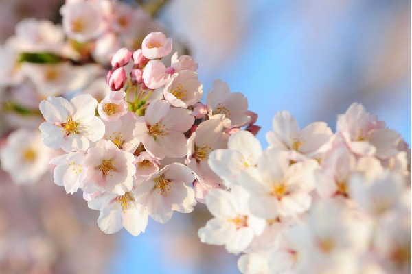 浙江選育出了“螺螄粉”櫻花 櫻花有什么象征意義 浙江選育出了“螺螄粉”櫻花 櫻花有什么象征意義