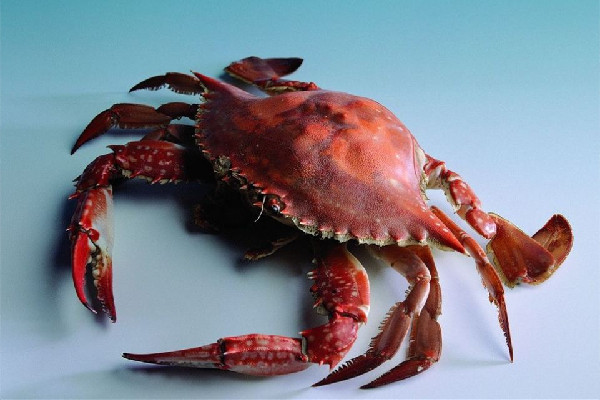 一斤皮筋賣出上百元螃蟹價(jià) 買螃蟹要注意什么 一斤皮筋賣出上百元螃蟹價(jià) 買螃蟹要注意什么