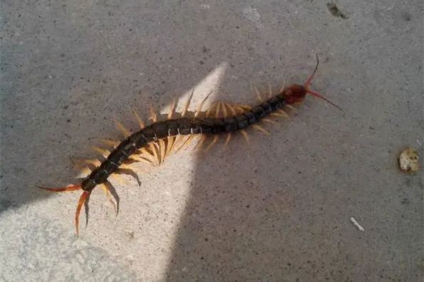 女子睡覺時(shí)被10厘米蜈蚣咬太陽穴 被蜈蚣咬了會有生命危險(xiǎn)嗎