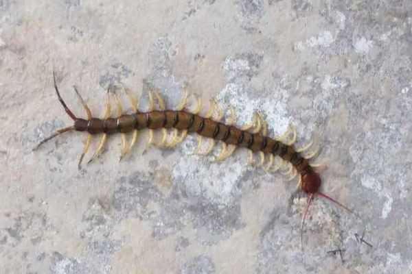 女子睡覺時(shí)被10厘米蜈蚣咬太陽穴 被蜈蚣咬了會有生命危險(xiǎn)嗎