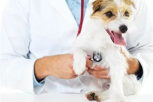 寵物醫(yī)院收費亂象調(diào)查 寵物醫(yī)院為什么那么貴