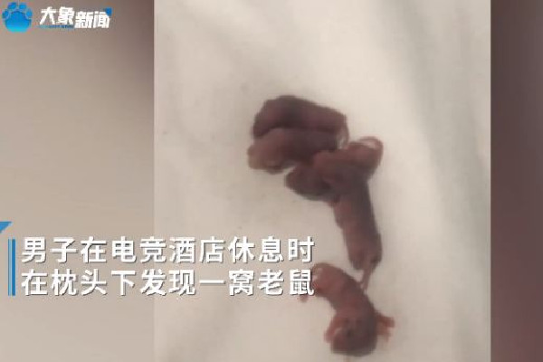 男子在電競酒店枕頭下發(fā)現(xiàn)一窩老鼠 酒店發(fā)現(xiàn)老鼠可以要求索賠嗎 男子在電競酒店枕頭下發(fā)現(xiàn)一窩老鼠 酒店發(fā)現(xiàn)老鼠可以要求索賠嗎