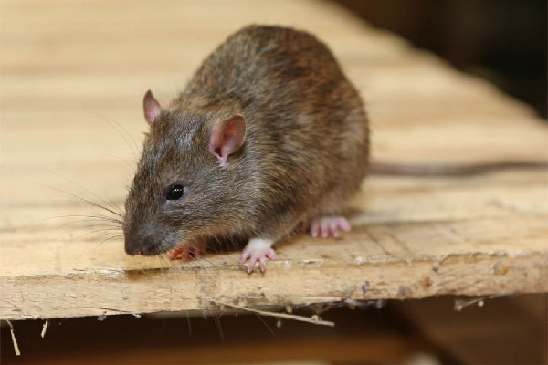 男子在電競酒店枕頭下發(fā)現(xiàn)一窩老鼠 酒店發(fā)現(xiàn)老鼠可以要求索賠嗎 男子在電競酒店枕頭下發(fā)現(xiàn)一窩老鼠 酒店發(fā)現(xiàn)老鼠可以要求索賠嗎