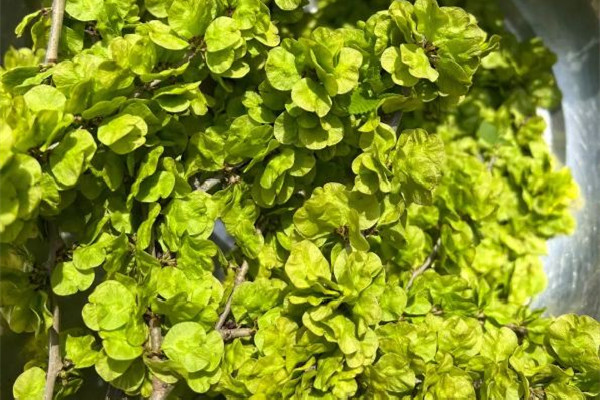 榆錢對(duì)身體有什么好處 榆錢適合什么樣的人吃 榆錢對(duì)身體有什么好處 榆錢適合什么樣的人吃