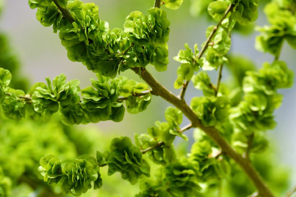 榆錢(qián)有點(diǎn)苦咋回事 榆錢(qián)發(fā)苦能吃嗎 榆錢(qián)有點(diǎn)苦咋回事 榆錢(qián)發(fā)苦能吃嗎