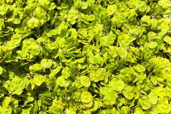 榆錢對(duì)身體有什么好處 榆錢適合什么樣的人吃 榆錢對(duì)身體有什么好處 榆錢適合什么樣的人吃