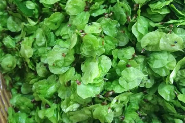 榆錢(qián)有點(diǎn)苦咋回事 榆錢(qián)發(fā)苦能吃嗎 榆錢(qián)有點(diǎn)苦咋回事 榆錢(qián)發(fā)苦能吃嗎