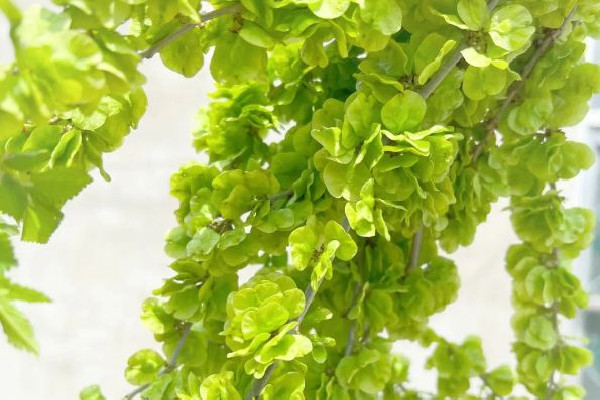 榆錢對(duì)身體有什么好處 榆錢適合什么樣的人吃 榆錢對(duì)身體有什么好處 榆錢適合什么樣的人吃