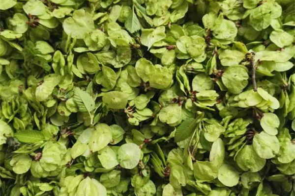 榆錢(qián)幾月份可以采摘 榆錢(qián)是什么 榆錢(qián)幾月份可以采摘 榆錢(qián)是什么