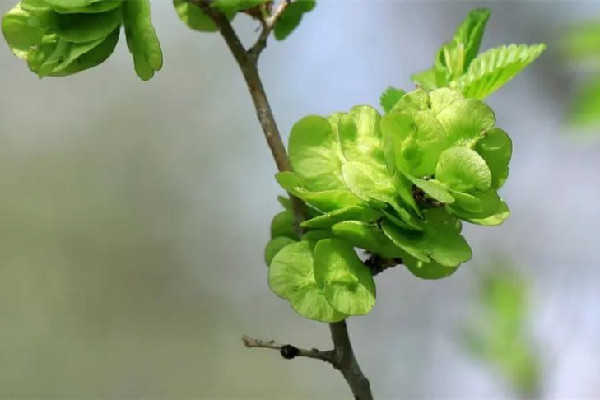 榆錢(qián)有點(diǎn)苦咋回事 榆錢(qián)發(fā)苦能吃嗎 榆錢(qián)有點(diǎn)苦咋回事 榆錢(qián)發(fā)苦能吃嗎