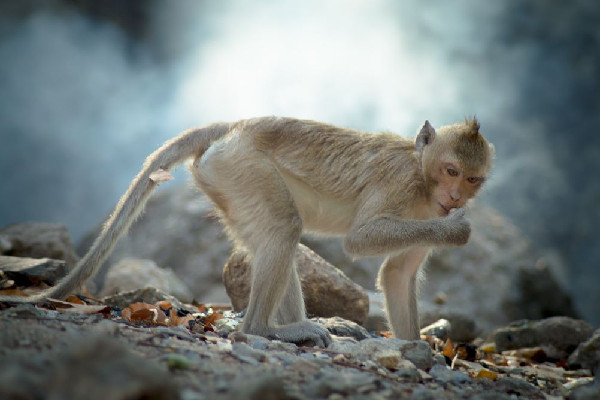 女子給猴子喂食被掌摑景區(qū)回應(yīng) 猴子會(huì)主動(dòng)攻擊人嗎 女子給猴子喂食被掌摑景區(qū)回應(yīng) 猴子會(huì)主動(dòng)攻擊人嗎
