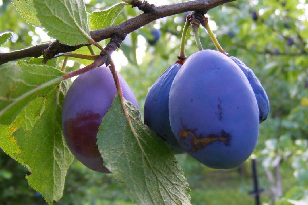 西梅的功效和作用 西梅對(duì)肝臟有好處嗎 西梅的功效和作用 西梅對(duì)肝臟有好處嗎