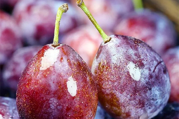 西梅一次最多吃幾個(gè) 西梅會導(dǎo)致脹氣嗎 西梅一次最多吃幾個(gè) 西梅會導(dǎo)致脹氣嗎