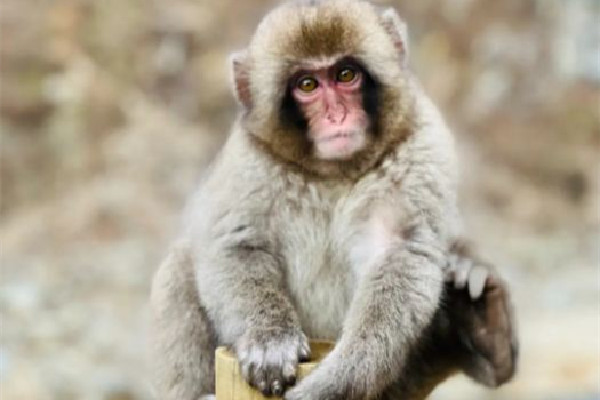 女子給猴子喂食被掌摑景區(qū)回應(yīng) 猴子會(huì)主動(dòng)攻擊人嗎 女子給猴子喂食被掌摑景區(qū)回應(yīng) 猴子會(huì)主動(dòng)攻擊人嗎