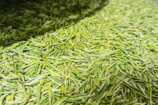 安吉白茶怎么泡最好 安吉白茶用多少度水沖泡 安吉白茶怎么泡最好 安吉白茶用多少度水沖泡